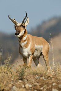 pronghorn